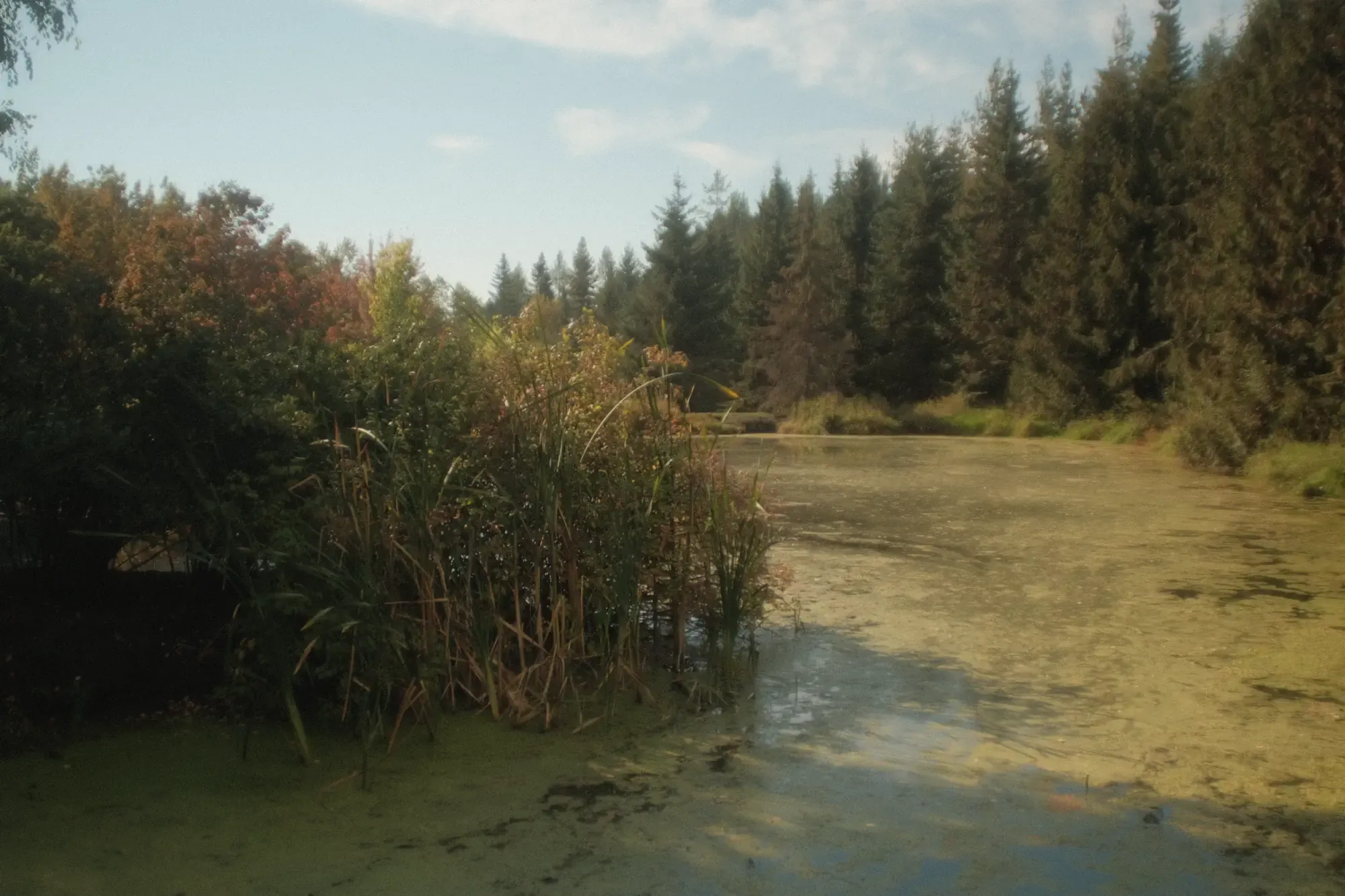 Pond