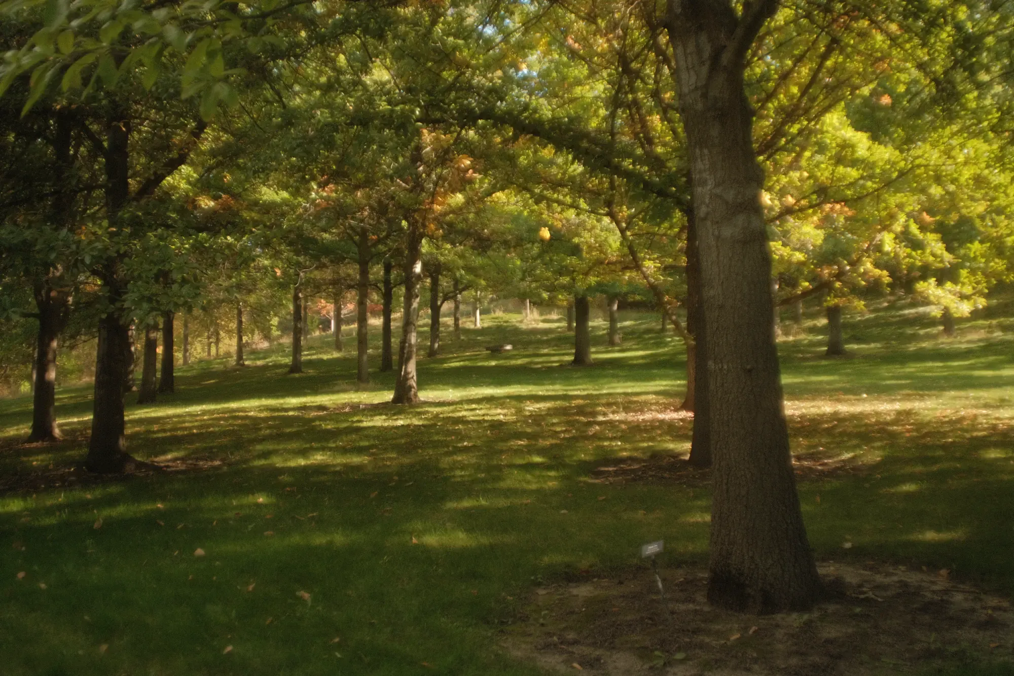 Trees